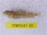 藏品(篩口雙線鳚)的圖片